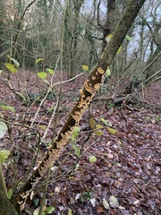 Stereum hirsutum
