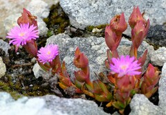 Erepsia esterhuyseniae