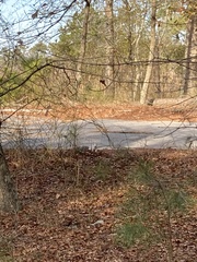 Sciurus niger cinereus