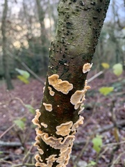 Stereum hirsutum