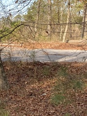 Sciurus niger cinereus