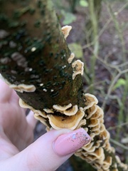 Stereum hirsutum