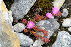 Erepsia esterhuyseniae