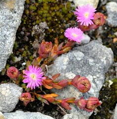 Erepsia esterhuyseniae