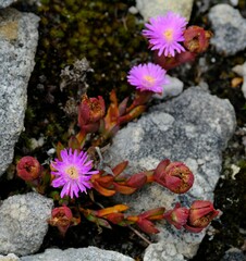 Erepsia esterhuyseniae