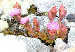 Erepsia esterhuyseniae