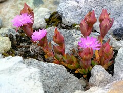 Erepsia esterhuyseniae