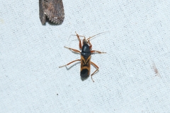 Ectomocoris