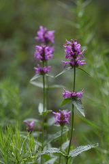 Betonica betoniciflora