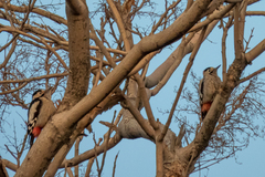 Dendrocopos syriacus