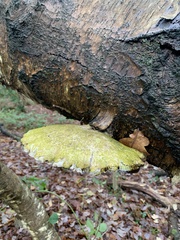 Fomitopsis betulina