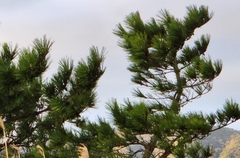 Pinus luchuensis