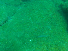 Halichoeres dispilus