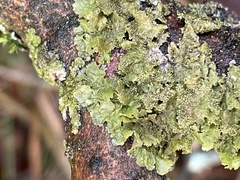 Melanohalea exasperatula