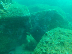 Microspathodon bairdii