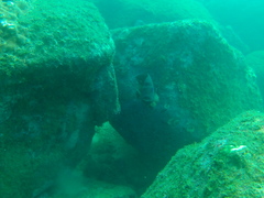 Microspathodon bairdii