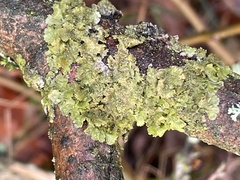 Melanohalea exasperatula