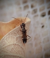 Neopamera