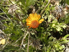 Haplopappus macrocephalus