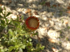 Haplopappus macrocephalus