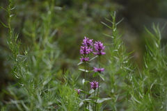 Betonica betoniciflora