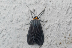 Episcepsis vinasia