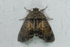 Drobeta
