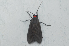 Episcepsis vinasia