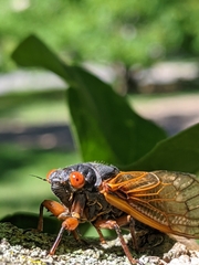 Magicicada cassinii
