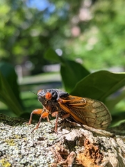 Magicicada cassinii