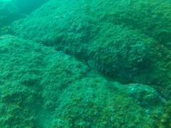 Halichoeres notospilus