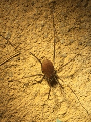 Hadrobunus maculosus