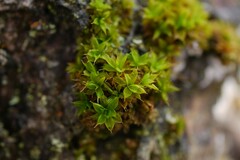 Syntrichia papillosa