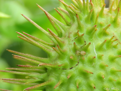 Misumenops maculissparsus