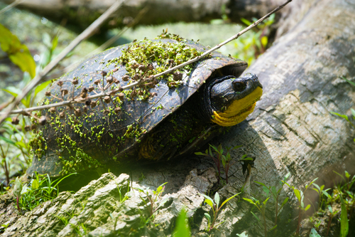 Blanding's Turtle