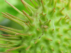 Misumenops maculissparsus