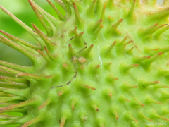 Misumenops maculissparsus