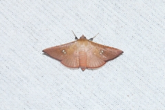 Thyrididae