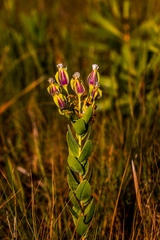Lopholaena dregeana