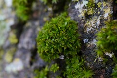 Syntrichia papillosa
