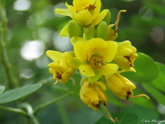 Libidibia ferrea ferrea