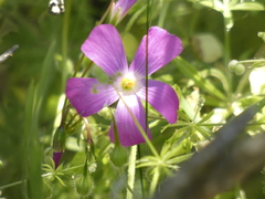 Oxalis arenaria