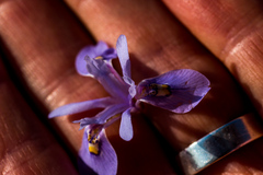 Moraea stricta