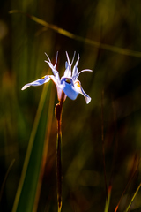 Moraea stricta