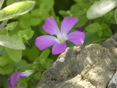 Oxalis arenaria