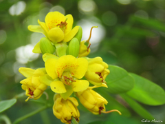 Libidibia ferrea ferrea