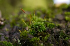 Syntrichia laevipila
