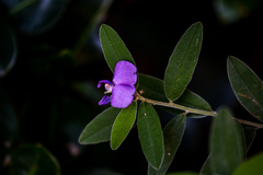 Podalyria burchellii