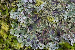 Lichenochora weillii