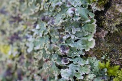 Lichenochora weillii